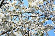 Εορτολόγιο: Σήμερα 4 Απριλίου 2025 γιορτάζει...