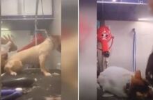 Βόλος: Νέο βίντεο δείχνει την pet groomer να τραβάει σκυλάκι από τις τρίχες του προσώπου του