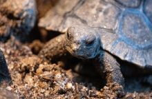 Μια 97χρονη χελώνα Γαλαπάγκος έγινε μητέρα για πρώτη φορά - Είναι κάτοικος του Ζωολογικού Κήπου της Φιλαδέλφειας εδώ και σχεδόν 93 χρόνια