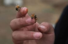 Βρετανοί επιστήμονες μελετούν βασίλισσες μέλισσες για να ανακαλύψουν θεραπείες που θα επεκτείνουν τη γονιμότητα και τη ζωή του ανθρώπου.