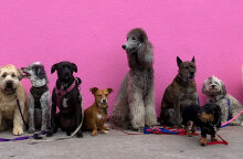 Ποιες ράτσες σκύλων ζουν περισσότερο