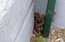 Πατήσια: Λαφιάτης βρέθηκε σε προαύλιο σχολείου - Είναι το μεγαλύτερο φίδι που συναντάται στην Ελλάδα