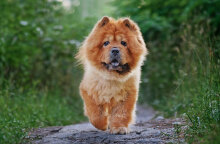 Τελικά, μπορούν όντως να μας καταλάβουν τα σκυλιά;