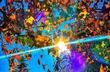 Ήλιος πίσω από τα φύλλα δέντρου