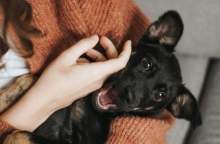 Τι πρέπει να περιέχει το κουτί πρώτων βοηθειών για τα κατοικίδιά μας;