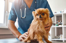 Αιματολογικές εξετάσεις: Από πότε πρέπει να τις ξεκινάμε στον σκύλο ή τη γάτα μας;