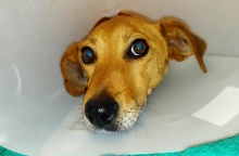 Άγρια κακοποίηση σκύλου στην Κρήτη: Άγνωστος το ξυλοκόπησε και το πυροβόλησε