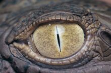 Αλιγάτορας σκότωσε 61χρονη στη Φλόριντα αναποδογυρίζοντας το κανό της - Τραγωδία σε περιοχή με αυξημένες επαφές ανθρώπων-άγριας ζωής