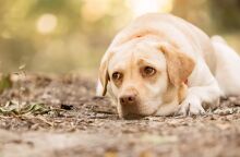 Κρήτη: Συλλήψεις για παραβάσεις σχετικές με την ευζωία ζώων συντροφιάς σε Ρέθυμνο και Λασίθι - Η ανακοίνωση της ελληνικής αστυνομίας