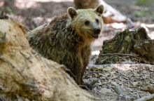 Νεκρή εντοπίστηκε αρκούδα στην Καστοριά - Σύμφωνα με την οργάνωση «Καλλιστώ», το ζώο είχε εμφανές τραύμα από πυροβόλο όπλο