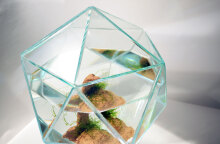 Δανάη Κωτσάκη, Micropolis, 2025, amphibian plants, ceramics, water, mixed media, variable dimensions