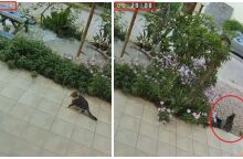 Γάτα καταλαβαίνει τον μεγάλο σεισμό στην Κρήτη δευτερόλεπτα πριν γίνει - Η viral αντίδρασή της