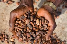 Η κλιματική αλλαγή απειλεί τη σοκολάτα - Η ΕΕ εξαρτάται από ευάλωτες χώρες για κακάο, σιτάρι και καλαμπόκι, αυξάνοντας τον κίνδυνο ελλείψεων