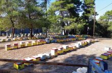 Μέλι Ταΰγετου