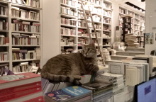 Μία γατούλα πάνω στα βιβλία στο βιβλιοπωλείο Επί Λέξει