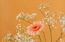 Λουλούδι σε πορτοκαλί φόντο