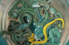 Ινδός συνελήφθη στο αεροδρόμιο της Βομβάης με 47 σπάνια και δηλητηριώδη ερπετά στις αποσκευές του, παραβιάζοντας τους νόμους προστασίας άγριας ζωής.