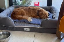 Η Άμπερ, μια σκυλίτσα που αγνοούνταν επί 36 ημέρες, επέστρεψε μετά από ταξίδι 160 χλμ. και κολύμπι σε νησί - Το χρονικό της περιπλάνησής της