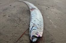 Σπάνιο ψάρι μήκους 3 μέτρων ξεβράστηκε στη δυτική Τασμανία, προκαλώντας θαυμασμό και επιστημονικό ενδιαφέρον - Οι θρύλοι που το συνοδεύουν