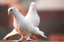 Λευκά περιστέρια