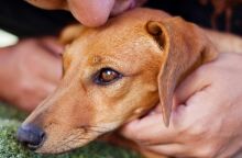 Έρευνες: Η συμβίωση με κατοικίδια ζώα ενισχύει το ανοσοποιητικό, μειώνει αλλεργίες και αυτοάνοσα, κυρίως όταν η επαφή ξεκινά από την παιδική ηλικία.