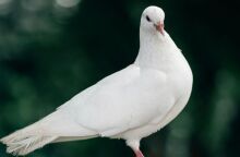 Αγίου Πνεύματος 2025: Πώς θα αμειφθούν όσοι εργάζονται σήμερα