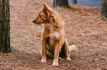 Κάτι αναπάντεχο συμβαίνει με το DNA των σκύλων του Τσερνόμπιλ 