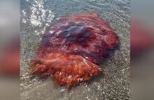 Γιγάντια μέδουσα με πλοκάμια 30 μέτρων ξεβράστηκε στο Μέιν των ΗΠΑ - Οι αρχές προειδοποιούν για τσιμπήματα και καλούν τους λουόμενους να μείνουν μακριά