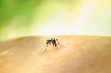 ΕΟΔΥ: 4 κρούσματα ιού Δυτικού Νείλου σε ένα 48ωρο στην Αττική - Πώς να προφυλαχθείτε