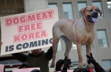 Η Νότια Κορέα απαγόρευσε την κατανάλωση κρέατος σκύλου, με χιλιάδες ζώα να κινδυνεύουν με ευθανασία και εκτροφείς να βυθίζονται στην απόγνωση.