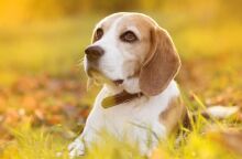 Ποιοι σκύλοι κινδυνεύουν περισσότερο από θερμοπληξία το καλοκαίρι - και τι να κάνετε για να τα προστατέψετε