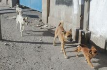 Ηράκλειο: 62χρονη είχε 66 σκυλιά στο σπίτι της και την αυλή της χωρίς ηλεκτρονική σήμανση και βιβλιάρια υγείας