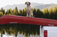 Η Μάντι, σκυλί με 1 εκατ. ακόλουθους στο Instagram, πέθανε στα 14 της - Έζησε μοναδική ζωή και έγινε σύμβολο για χιλιάδες ανθρώπους.