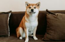 Τι πραγματικά βλέπουν οι σκύλοι παρακολουθώντας τηλεόραση;