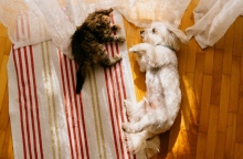 Κατοικίδια