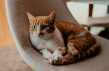 Μπορεί να έχει άγχος η γάτα σας; Ναι - Όσα δεν σας λέει αλλά σας δείχνει