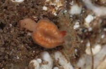 Μέδουσα Depastrum cyathiforme που είχε να εμφανιστεί από το 1976 βρέθηκε ζωντανή σε βράχια της Σκωτίας - Ελπίδες για σταθερό πληθυσμό.