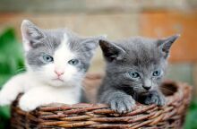 Έρευνα του BBC αποκαλύπτει παγκόσμιο κύκλωμα που βασανίζει, σκοτώνει και εμπορεύεται βίντεο με γάτες - Συμμετοχές και από παιδιά