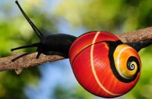 Τα σαλιγκάρια Polymita απειλούνται με εξαφάνιση λόγω της σπάνιας ομορφιάς τους - Διεθνής ομάδα προσπαθεί να τα διασώσει και να αποκωδικοποιήσει το DNA τους.