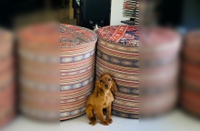 Φέτος απέκτησα σκύλο, τη Μαμζέλ