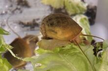 Το σαλιγκάρι Pomacea canaliculata αναγεννά πλήρως τα μάτια του - Νέα μελέτη εξετάζει αν αυτή η ικανότητα μπορεί να εφαρμοστεί στον άνθρωπο.