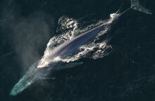 Οι γαλάζιες φάλαινες σωπαίνουν - Νέα μελέτη δείχνει μείωση πληθυσμών και πτώση 40% στους ήχους τους, λόγω κλιματικής αλλαγής και έλλειψης τροφής.