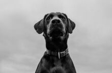 Συνελήφθη άνδρας που κατηγορείται για θανάσιμο τραυματισμό σκύλου με καραμπίνα σε οικισμό της Ξάνθης - Κατασχέθηκαν όπλο και φυσίγγια