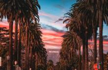 Τα καλιφορνέζικα φοινικόδεντρα σε κίνδυνο