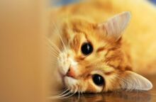 Η γάτα μου δεν σταματά να νιαουρίζει - Τι προσπαθεί να πει