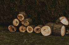 Κομμένο δέντρο