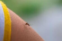 Επιστήμονες εξηγούν γιατί κάποιοι προσελκύουν περισσότερα κουνούπια - Μεταβολισμός, ρούχα, θερμοκρασία σώματος και ομάδα αίματος επηρεάζουν την «προτίμηση»