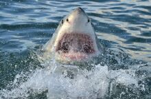 Καρχαρίας σκότωσε σέρφερ στο Σίδνεϊ: «Είχε υποστεί καταστροφικά τραύματα» - Κλείνουν παραλίες 