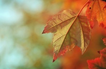 Φύλλο δέντρου το φθινόπωρο