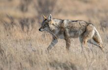 Χαλκιδική: Νέα επίθεση λύκου σε γυναίκα που είχε βγάλει βόλτα τον σκύλο της